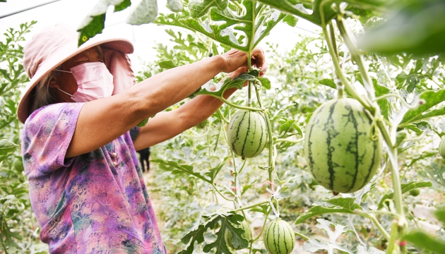 谷雨前后，種瓜點豆