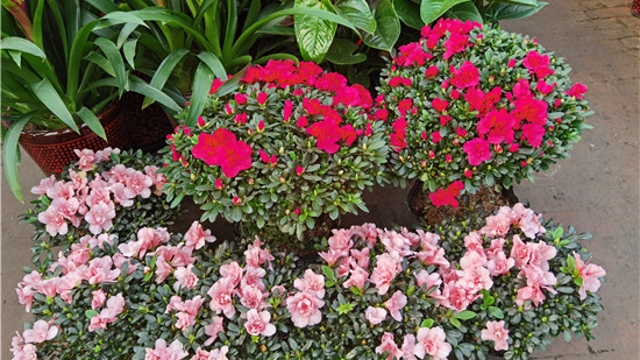 火紅年宵花，美麗過(guò)新年