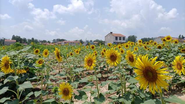 [鹿邑]馬鋪鎮(zhèn)：廢閑土地開出“幸?；ā?> </a></TD>             </TR>           </TBODY>         </TABLE>         <TABLE class=margin_4 border=0 cellSpacing=0 cellPadding=0 width=