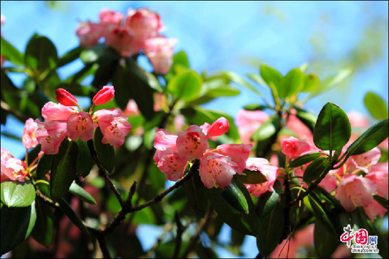 安徽黃山“高山玫瑰”盛開 進(jìn)入最佳觀賞期 安徽黃山“高山玫瑰”盛開 進(jìn)入最佳觀賞期