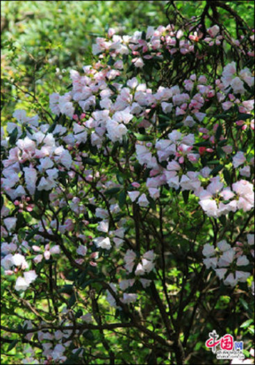 安徽黃山“高山玫瑰”盛開 進(jìn)入最佳觀賞期 安徽黃山“高山玫瑰”盛開 進(jìn)入最佳觀賞期