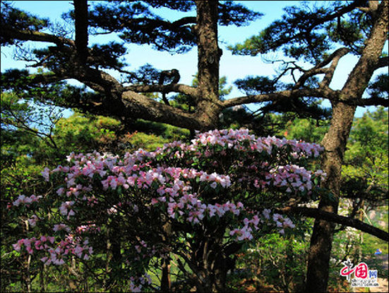 安徽黃山“高山玫瑰”盛開 進(jìn)入最佳觀賞期 安徽黃山“高山玫瑰”盛開 進(jìn)入最佳觀賞期