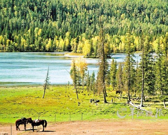 　集高山、河流、湖泊、森林、草原等自然景觀于一身的喀納斯