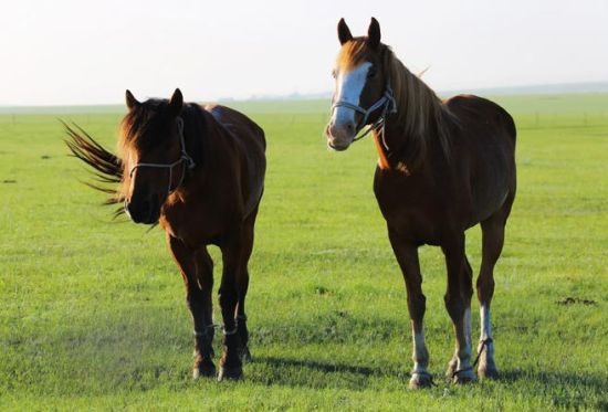 新浪旅游配圖:馬兒 攝影:冰城馨子