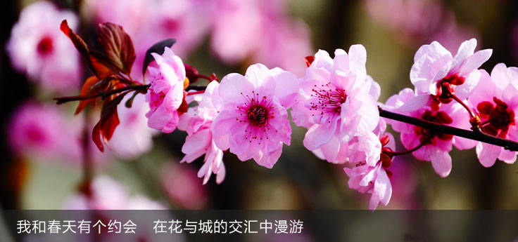 我和春天有個(gè)約會(huì) 在花與城的交匯中漫游 我和春天有個(gè)約會(huì) 在花與城的交匯中漫游